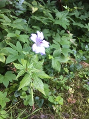 Geranium nodosum