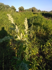 Chenopodium album