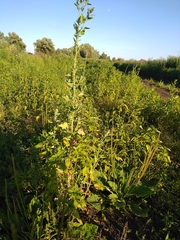 Chenopodium album