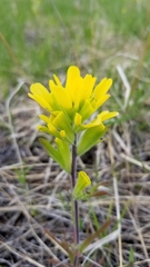 Castilleja coccinea