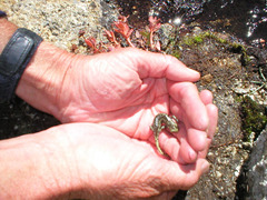 Hydromantes platycephalus