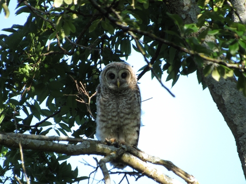 Barred Owl photographed in Oklahoma