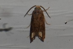 Epiblema abruptana