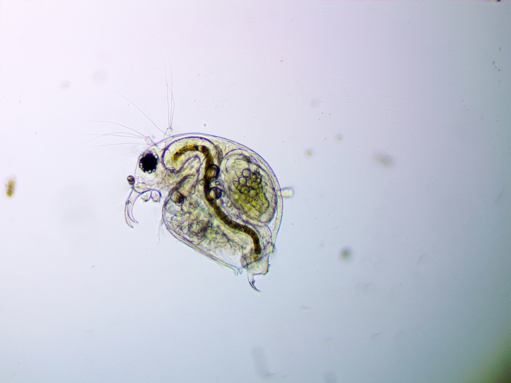 common long-nosed waterflea
