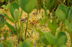 Phyciodes tharos image