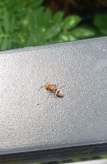 Myrmilloides grandiceps