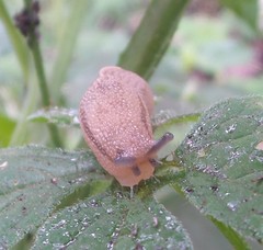Urocyclinae