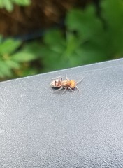 Myrmilloides grandiceps