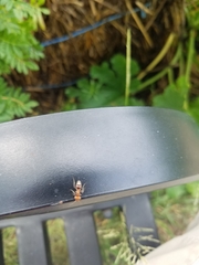 Myrmilloides grandiceps