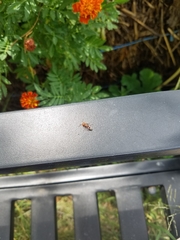 Myrmilloides grandiceps