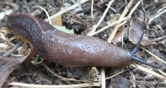 Urocyclinae