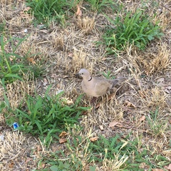 Streptopelia decaocto