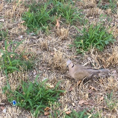 Streptopelia decaocto