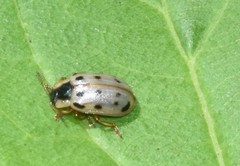 Chrysomela mainensis