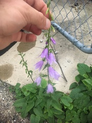 Campanula rapunculoides