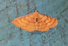 Homodes bracteigutta