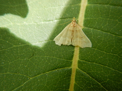 Macrochilo litophora