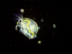 Bosmina longirostris