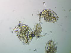 Bosmina longirostris