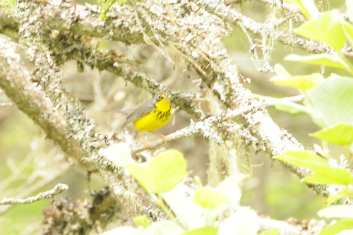 Cardellina canadensis image