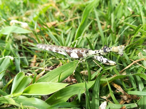 Cataspilota pulchra