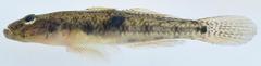 Glossogobius callidus