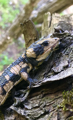 Abronia lythrochila