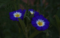 Convolvulus tricolor