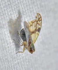 Bothriocera maculata