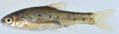 Goldie barb (Enteromius pallidus) — Cyprinidae — 4