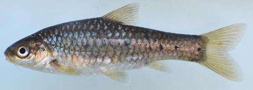 Goldie barb (Enteromius pallidus) — Cyprinidae — 5