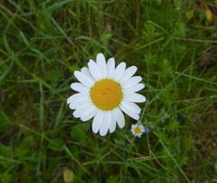 Leucanthemum vulgare