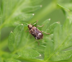 Ptinomorphus imperialis