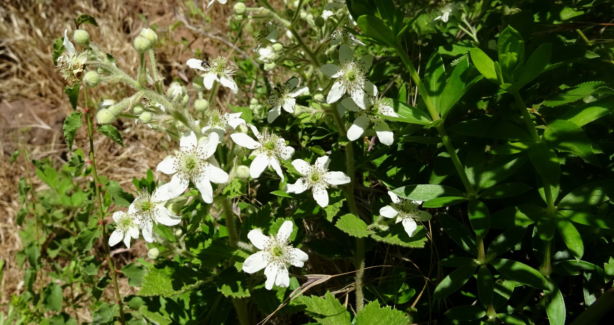 Rubus canescens