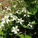 Rubus canescens - Photo (c) יאיר אור, alguns direitos reservados (CC BY-NC-SA), uploaded by יאיר אור