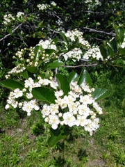 Crataegus