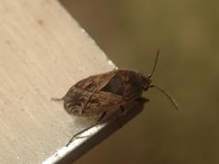 Trapezonotus arenarius