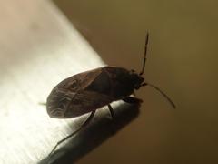 Trapezonotus arenarius