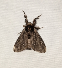 Dasychira grisefacta