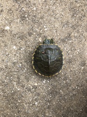 Trachemys scripta troostii