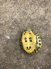 Trachemys scripta troostii