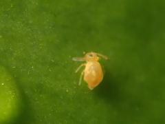 Deuterosminthurus pallipes