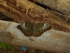 Euthalia aconthea meridionalis