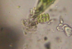 Scenedesmus