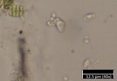 Scenedesmus