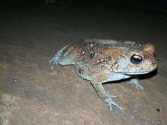 Sclerophrys regularis