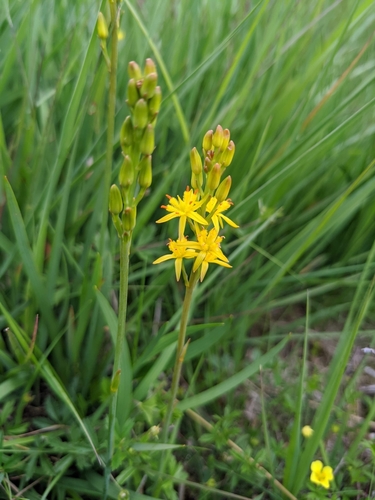 bog asphodel