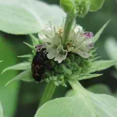 Glyptobaris lecontei