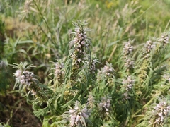 Leonurus glaucescens