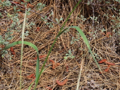 Bromus marginatus